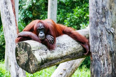 Monkey sitting on tree trunk