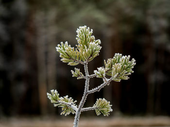 Close-up of plant against blurred background