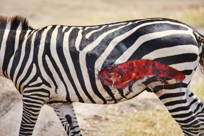 View of a zebra with wound