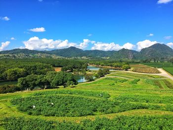 Scenic view of agricultural field against sky