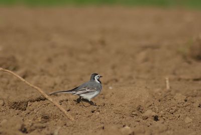 Bird perching on a land