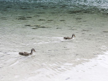 High angle view of ducks swimming in water