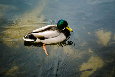 Duck swimming in lake