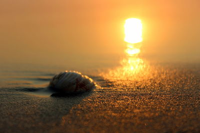 Close-up of crab on beach against sky during sunset