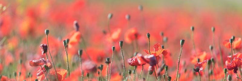 Close-up of red flowering plants on field