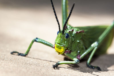 Close-up of insect