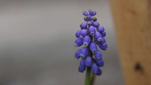 Close-up of purple flowering plant