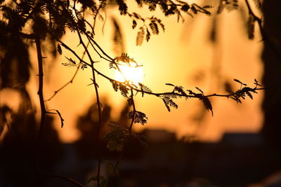 Close-up of silhouette plants against sky during sunset