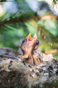 Close-up of a bird on field