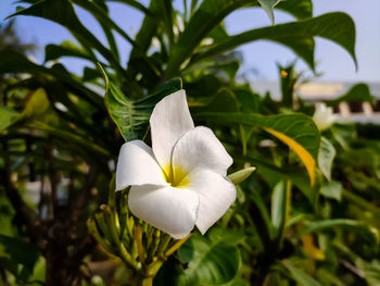 Close-up of white flowering plant