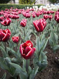 Close-up of red tulip flowers on field