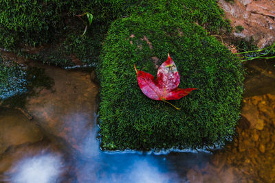 High angle view of maple leaf on rock