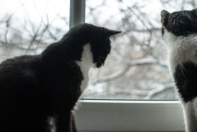 Close-up of cats sitting against glass window at home