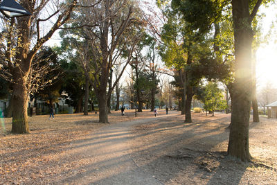 Trees on beach against sky
