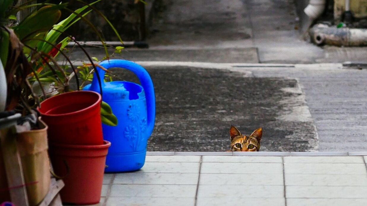 domestic cat, animal themes, one animal, domestic animals, pets, day, no people, outdoors, retaining wall, mammal