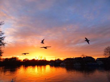 Seagulls flying over lake against sky during sunset