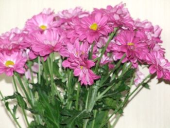 Close-up of pink flowers