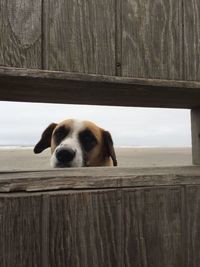 Portrait of dog seen through wooden fence at beach