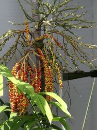 Low angle view of berries growing on tree