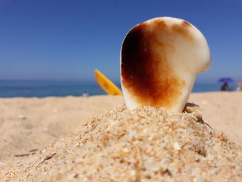 Close-up of shell on beach against clear sky