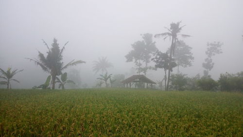 Scenic view of grassy field against sky