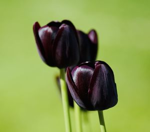 Close-up of pink flower