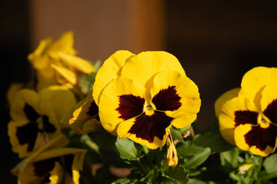 Close-up of yellow flowering plant