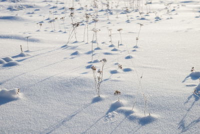 Dry grass grows in a clearing covered with snow, casting shadows at the sunset of a winter day.