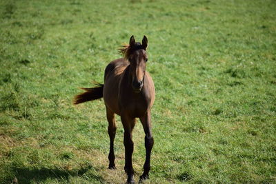 Horse standing in a field