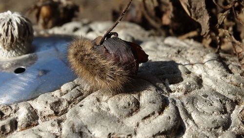 Close-up of butterfly on rock