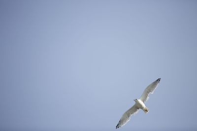 Low angle view of seagull flying against clear sky