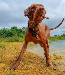 Dog standing on wet land against sky
