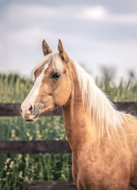 Close-up of horse on field