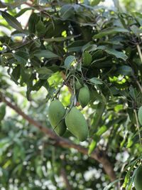 Low angle view of fruits growing on tree