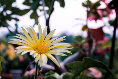 Close-up of yellow flower blooming outdoors