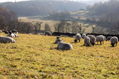 Horses in a field