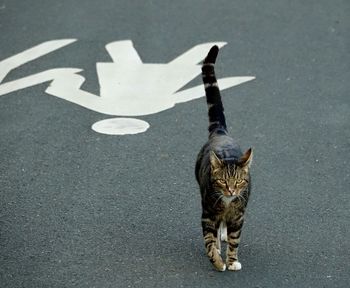 High angle view of a cat