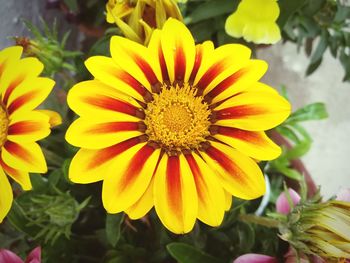 Close-up of yellow flowers blooming outdoors