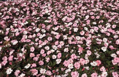 High angle view of pink flowering plants