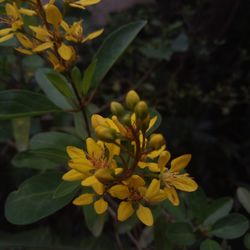 Close-up of yellow flowering plant leaves