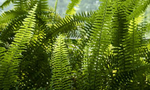 Close-up of fern leaves