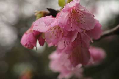 Close-up of pink flower on tree