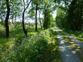 Dirt road amidst trees in forest