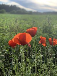 Close-up of orange poppy on field