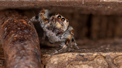 Close-up of spider on wood