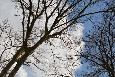 Low angle view of bare tree against sky