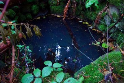 Plants and trees in water