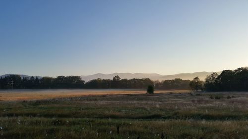 Scenic view of agricultural field against clear sky