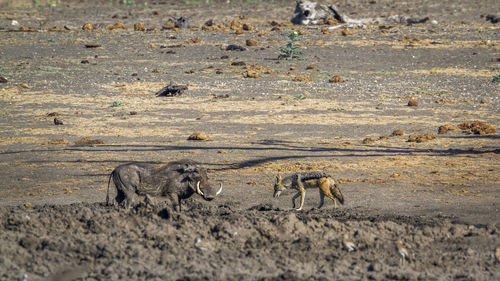 Animals at national park