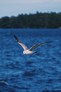 Close-up of seagull flying over sea